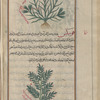Creeping Cinquefoil (Potentilla reptans), al-fintâbulûn [top]; Mouse Barley, Wall Barley, Wild Barley (Hordeum murinum), fûnîks [bottom]