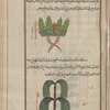 Midsummer men, Roseroot (Sedum roseum), al-wardî [top]; Marsh Horsetail (Equisetum palustre), îffûrîs, known as dhanab al-khayl [bottom]