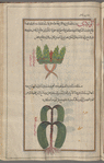 Midsummer men, Roseroot (Sedum roseum), al-wardî [top]; Marsh Horsetail (Equisetum palustre), îffûrîs, known as dhanab al-khayl [bottom]
