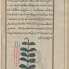 Field Horsetail (Equisetum arvense), labeled "another variety"