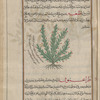 Kermes Oak (Quercus coccifera), qûqqûs bâfîqî [!n.p.]