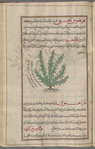 Kermes Oak (Quercus coccifera), qûqqûs bâfîqî [!n.p.]