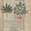 Goat-scented or Hairy St. John's Wort (Hypericum hircinum; Tragium columnae), trâghîyyûn [!]. Two varieties are shown [top];  An unidentifiable plant, tarâghûs, labeled a variety of halfâ (water plant or reed) [bottom]