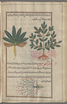 Goat-scented or Hairy St. John's Wort (Hypericum hircinum; Tragium columnae), trâghîyyûn [!]. Two varieties are shown [top];  An unidentifiable plant, tarâghûs, labeled a variety of halfâ (water plant or reed) [bottom]