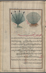 Bog Rush (Juncus so.), skhûnûs âhamiyya [!n.p.]. Two varieties are shown