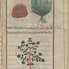 Third variety of Bog Rush [top right]; Lichen species, lakk. Shown collected together in a ball [top left]; Paronychia (Illecebrum species), fârnûhiyyâ  [bottom]