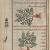 Chrysocome (Crinitaria linosyris), krûsûqûmî [top]; Lion's Leas, Lion's Turnip (Leontice leontopetalum), krûsûghûnûn. The illustration repeats the  preceding one [bottom]; Unlabeled plant, perhaps Prince's Plum or Amaranth (Amaranthus gen.) [margin]