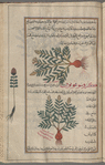 Chrysocome (Crinitaria linosyris), krûsûqûmî [top]; Lion's Leas, Lion's Turnip (Leontice leontopetalum), krûsûghûnûn. The illustration repeats the  preceding one [bottom]; Unlabeled plant, perhaps Prince's Plum or Amaranth (Amaranthus gen.) [margin]