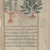 Crown Daisy (Chrysanthemum coronarium), hilîkrûsûn [right]; Pot Marjoram  (Origanum onites, Origanum majorana), ajayîrâtûn [!] [left]