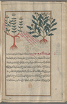 Crown Daisy (Chrysanthemum coronarium), hilîkrûsûn [right]; Pot Marjoram  (Origanum onites, Origanum majorana), ajayîrâtûn [!] [left]