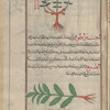 Same as preceding [= Pot Marjoram , ajayîrâtûn?][top]; Vervain (Verbena sp.), firîstîriyyûn [!] (Gr. Peristerion), i.e., ray al-hamâm, "pigeon's pasture". The Arabic and Greek names refer to the doves that are attracted by this plant [bottom]