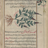 Vervain (Verbena sp.), shown to illustrate iyihrâbûtânî . [...] Also, al-hashîshah al-kahnawîyah [!]; Vervain (?), labeled another variety of  iyihrâbûtânî [margin]
