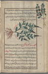 Vervain (Verbena sp.), shown to illustrate iyihrâbûtânî . [...] Also, al-hashîshah al-kahnawîyah [!]; Vervain (?), labeled another variety of  iyihrâbûtânî [margin]