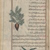 Coffee Plant (Astragalus sp.), astrâghâlûs [top]; Alpine Squill (Scilla bifolia), awqînthûs [!] [bottom]