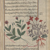 Corn Poppy (Papaver rhoeus) [right]; Opium Poppy (Papaver somniferum) [left]