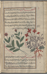 Corn Poppy (Papaver rhoeus) [right]; Opium Poppy (Papaver somniferum) [left]