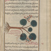 House leek, Jupiter's Beard (Sempervivum tectorum), hayy al-'âlam al-akbar