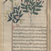 Wild Poppy [right]; Fourth variety [top margin]; Horned Poppy (Glaucium lutem). A fifth variety [upper margin]