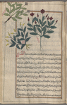 Wild Poppy [right]; Fourth variety [top margin]; Horned Poppy (Glaucium lutem). A fifth variety [upper margin]