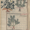 Sixth variety [of poppy] [right]; Bladder Campion (Silene vulgaris). This plant is not a poppy [left]; Horned Cumin (Hypecoum procumbens), ûfîquwâwun [n.p.]. A member of the poppy family [bottom]