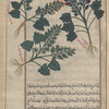 Henbane (Hyoscyamus niger), al-banj al-aswad [top right]; Golden Henbane (Hyoscyamus albus), labeled as medicinally used [bottom left]