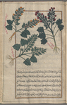 Henbane (Hyoscyamus niger), al-banj al-aswad [top right]; Golden Henbane (Hyoscyamus albus), labeled as medicinally used [bottom left]
