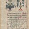 Fleaseed, Fleawort (Plantago psyllium), fasûlliyyûn [!] [left]; Unknown plant, labeled as another variety of psyllium [right]