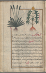 Fleaseed, Fleawort (Plantago psyllium), fasûlliyyûn [!] [left]; Unknown plant, labeled as another variety of psyllium [right]
