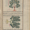 Garden Nightshade, Black Nightshade (Solanum nigrum), satrûkiyyûn [!] [top and bottom]