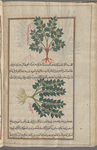 Garden Nightshade, Black Nightshade (Solanum nigrum), satrûkiyyûn [!] [top and bottom]