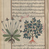 The third variety of nightshade] [right]; Unknown plant labeled a fourth variety of nightshade [left]