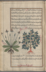 The third variety of nightshade] [right]; Unknown plant labeled a fourth variety of nightshade [left]