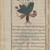 Mandrake (Mandragora officinarum), mândarâjûrâs [!]