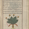 Second variety of] Mandrake (Mandragora officinarum), mândarâjûrâs [!]