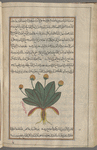 Second variety of] Mandrake (Mandragora officinarum), mândarâjûrâs [!]