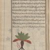 A "male" variety [of Mandrake (Mandragora officinarum), mândarâjûrâs ]