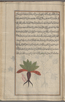 A "male" variety [of Mandrake (Mandragora officinarum), mândarâjûrâs ]