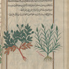 Labeled a fourth variety of al-thayyal [right]; Unlabeled plant, not grass, possibly Yarrow (Achillea sp.)