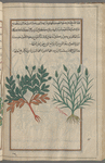 Labeled a fourth variety of al-thayyal [right]; Unlabeled plant, not grass, possibly Yarrow (Achillea sp.)