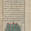 Peony (Paeonia officinalis), jlûqûsîdî [n.p.]. The so-called female peony plant