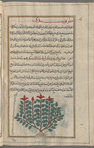 Peony (Paeonia officinalis), jlûqûsîdî [n.p.]. The so-called female peony plant