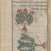 Peony (Paeonia officinalis). The so-called male peony [top]; Gromwell (Lithospermum officinale), lîthûsfihrmûn [n.p.] [bottom]