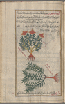 Peony (Paeonia officinalis). The so-called male peony [top]; Gromwell (Lithospermum officinale), lîthûsfihrmûn [n.p.] [bottom]