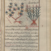 Canary grass (Phalaris canariensis), fâlîdis [!n.p.][right]; Dyer's madder (Rubia tinctorum), hirûthrûdânûn [n.p.]