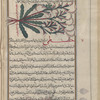 Male Fern, Shield Fern (Dryopteris species), "another variety of al-harbah"
