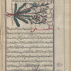 Male Fern, Shield Fern (Dryopteris species), "another variety of al-harbah"