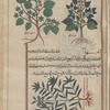 Marshmallow (Althea officinalis), khatmî. Two varieties are shown [top]; Mallow (Malva alcea), alqihâ'â [!n.p.] [bottom]