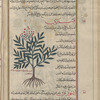 Hemp (Cannabis sativa), qinnab bustânî