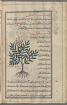 Hemp (Cannabis sativa), qinnab bustânî