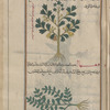 Anagyris (Anagyris foetida), anâjûrûn [top]; Stonecrop (Sedum cepaea), qî'ihâ'â [!n.p.] [bottom]